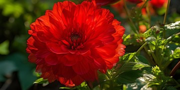 红色物业的两朵红花究竟是什么？